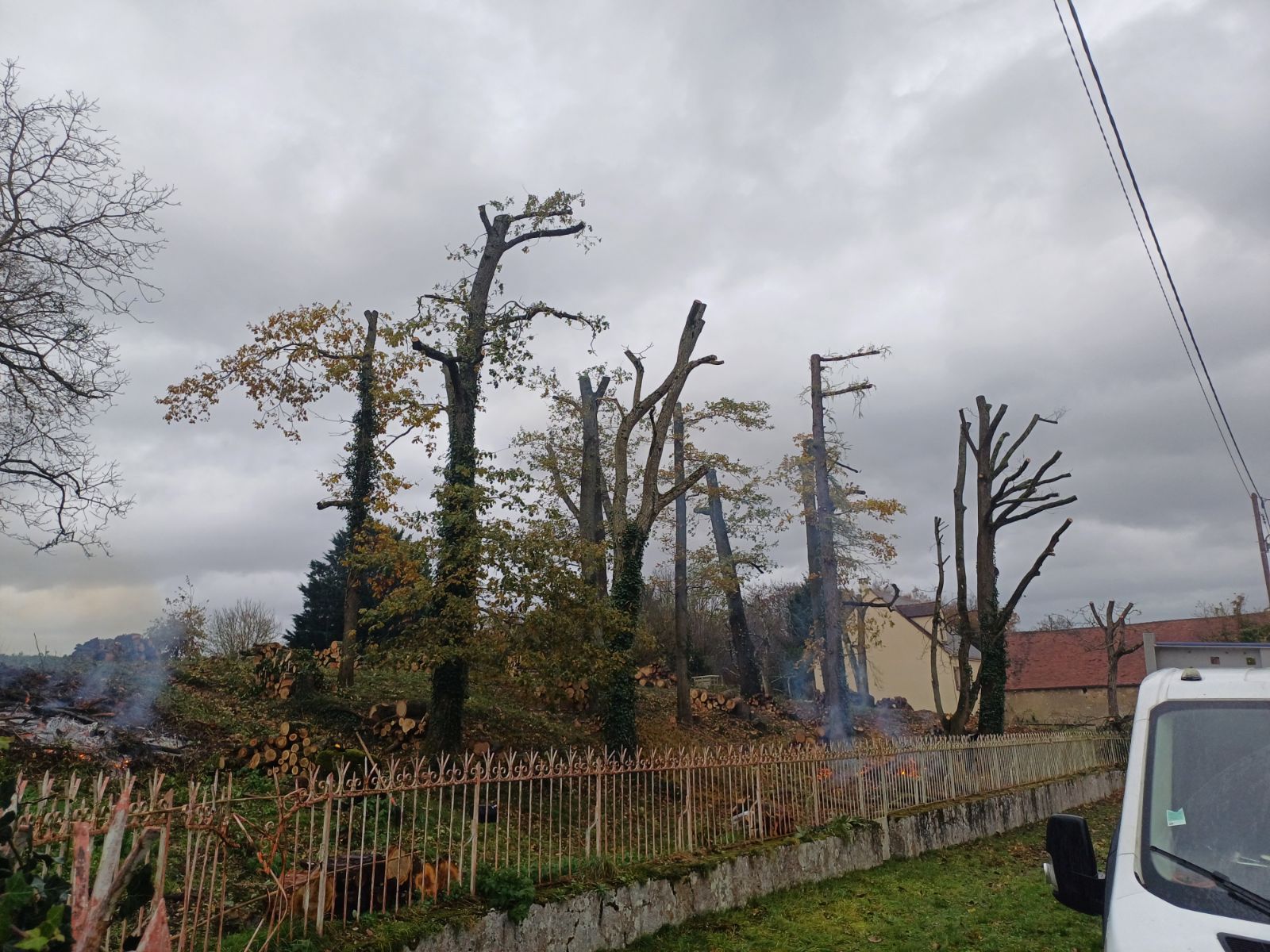 Élagage et abattage d'un groupement d'arbres Intervention professionnelle sur un groupement d'arbres